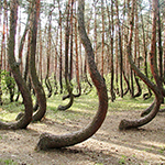 Загадки мистического "Кривого леса"